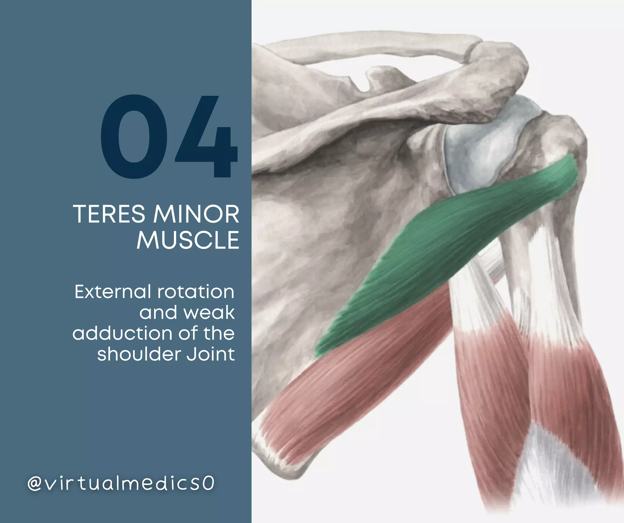 Muscles of Shoulder | PDF