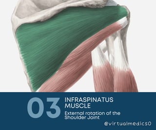 Muscles of Shoulder | PDF