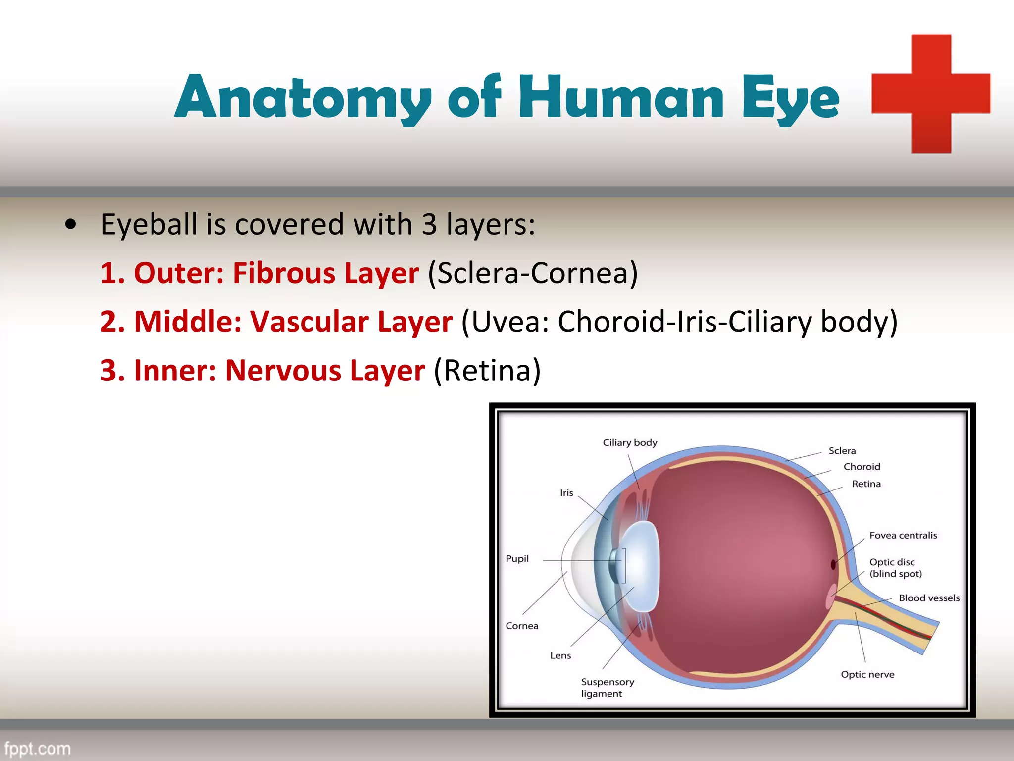 Ophthalmology | PDF