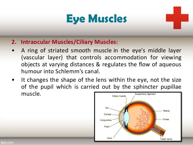 Ophthalmology