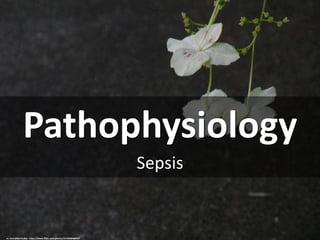 Pathophysiology
Sepsis
cc: Incredible Foulke - https://www.flickr.com/photos/27194609@N07
 