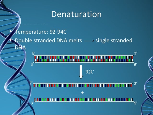 Image result for polymerase chain reaction, one of the significant advances in DNA based