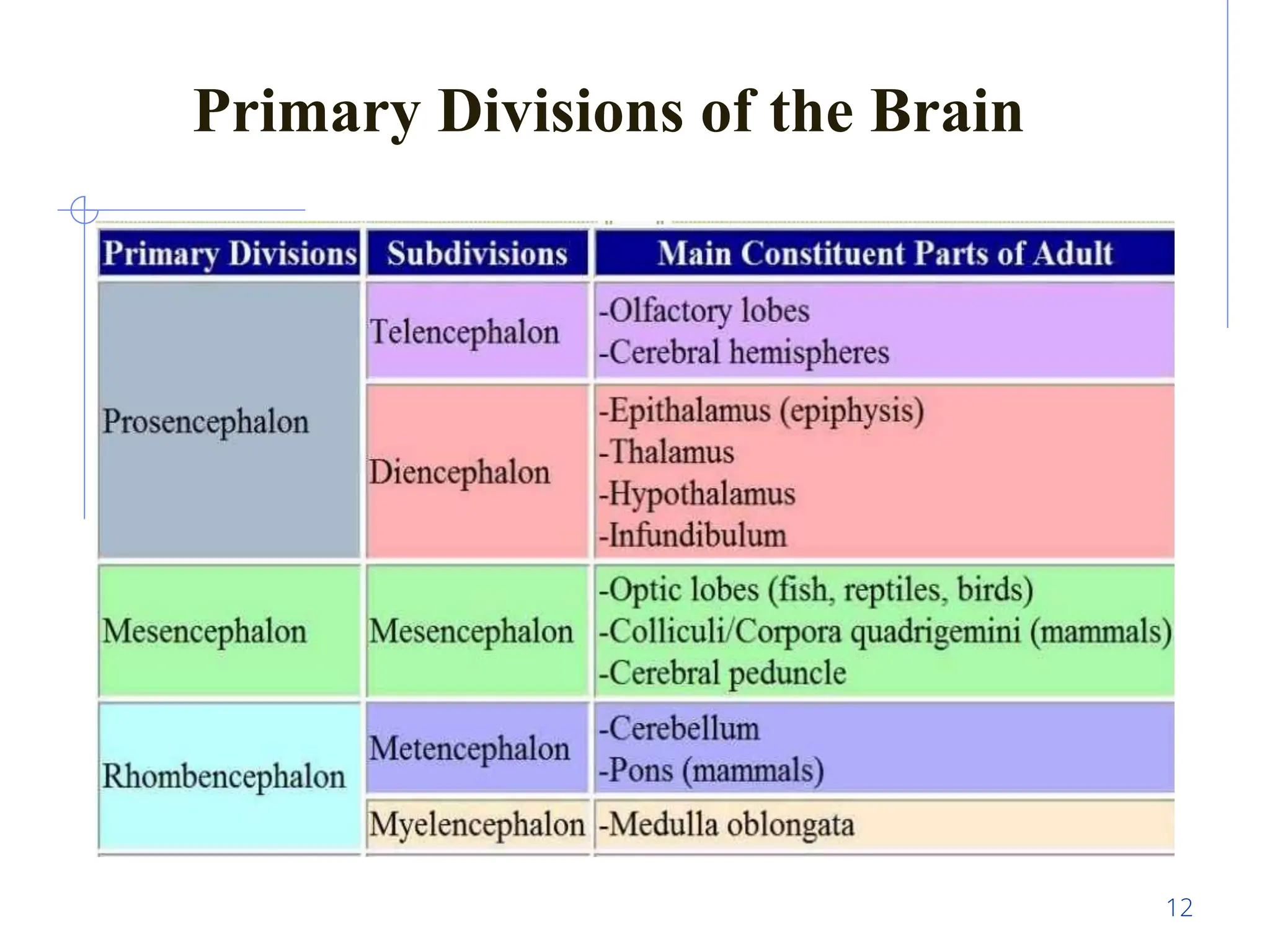 pineal gland and thalamus ppt from sensory chapter of anatomy | PPTX