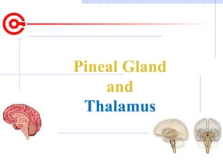 pineal gland and thalamus ppt from sensory chapter of anatomy | PPTX