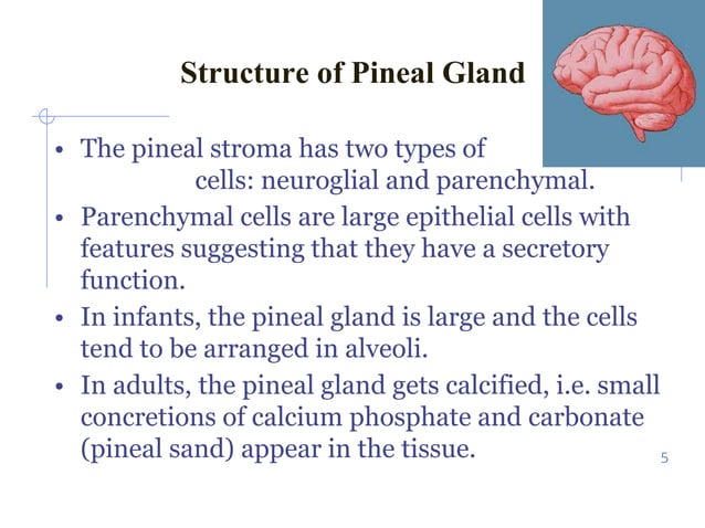 pineal gland and thalamus ppt from sensory chapter of anatomy | PPTX ...