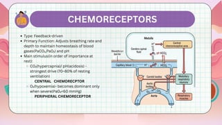 Comprehensive Regulation of Respiration: Neural and Chemical Controls | PDF