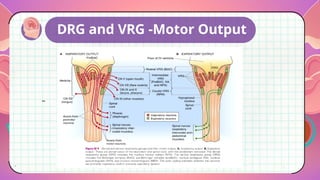Comprehensive Overview of Respiratory Regulation Mechanisms and ...