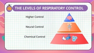 Rrt Control Comprehensive Overview of Respiratory Regulation Mechanisms and ...