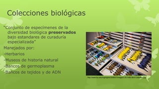 Normatividad del manejo de las colecciones biológicas | PPTX