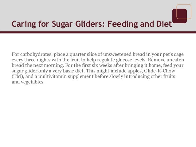 sugar glider chow