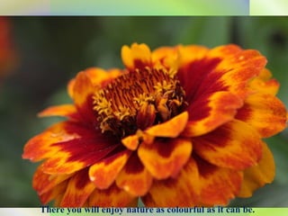 There you will enjoy nature as colourful as it can be. 