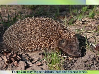 There you may expect visitors from the nearest forest. 