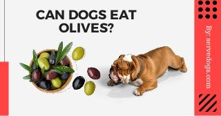 CAN DOGS EAT
OLIVES?
By:servedogs.com
 