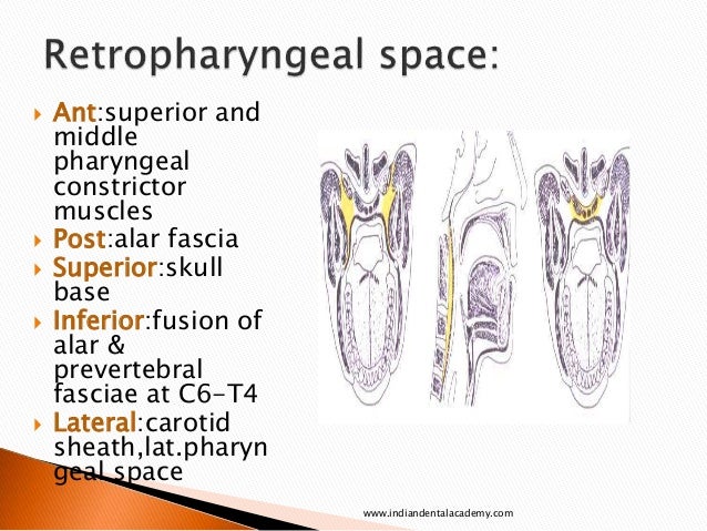 inferior pharyngeal constrictor usmle inferior pharyngeal constrictor usmle