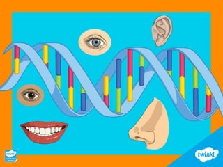 Copy of Seventh Grade Introduction to Genetics PowerPoint & Google ...