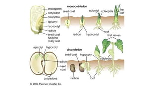 Sexual Propagation Seed Propagation (Version 2) | PDF