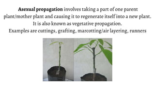 Sexual Propagation Seed Propagation (Version 2) | PDF