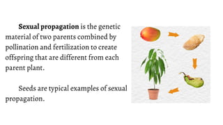 Sexual Propagation Seed Propagation (Version 2) | PDF