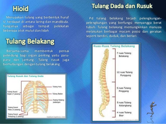 Copy Of Sistem Gerak Manusia
