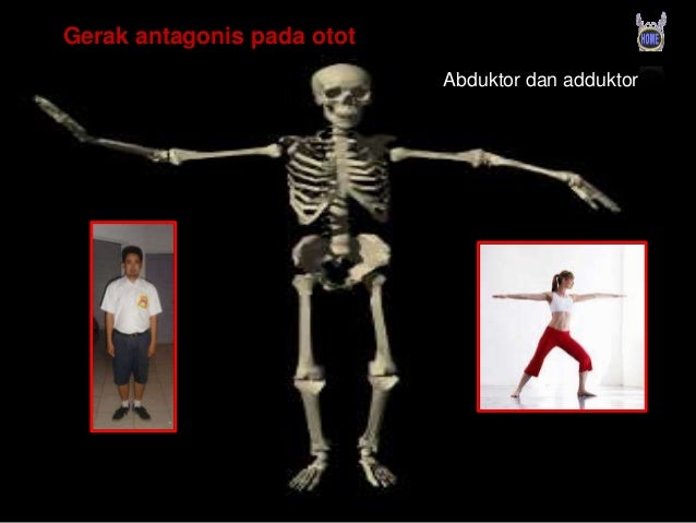 sistem gerak manusia sistem gerak manusia