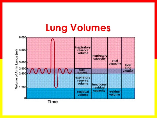 Lung Capacity Chart By Age