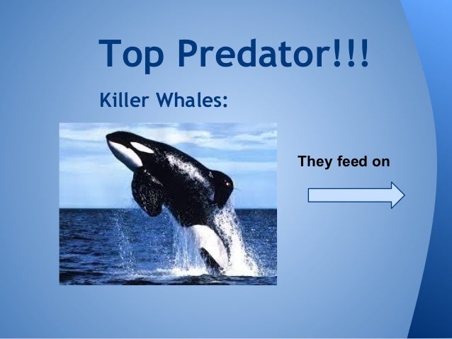 Killer Whale Food Chain Pictures Killer Whale Food Chain Pictures