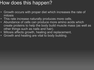 How does this happen? Growth occurs with proper diet which increases the rate of mitosis This rate increase naturally produces more cells. Abundance of cells can produce more amino acids which create proteins to help the body build muscle mass (as well as other things such as nails and hair). Mitosis affects growth, healing and replacement. Growth and healing are vital to body building. 