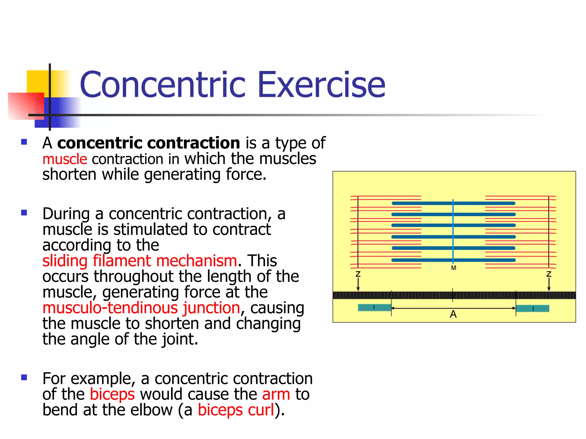 Concentric Exercise A  concentric contraction  is a type of   muscle  contraction in  which the muscles shorten while generating force. During a concentric contraction, a muscle is stimulated to contract according to the  sliding filament mechanism . This occurs throughout the length of the muscle, generating force at the  musculo-tendinous junction , causing the muscle to shorten and changing the angle of the joint. For example, a concentric contraction of the  biceps  would cause the  arm  to bend at the elbow (a  biceps curl ). 