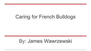 Caring for French Bulldogs
By: James Wawrzewski
 