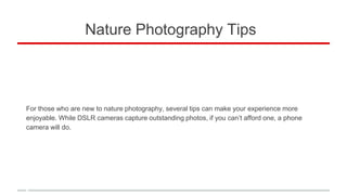 Nature Photography Tips
For those who are new to nature photography, several tips can make your experience more
enjoyable. While DSLR cameras capture outstanding photos, if you can’t afford one, a phone
camera will do.
 
