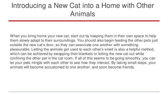 introducing cats to a new home with other cats