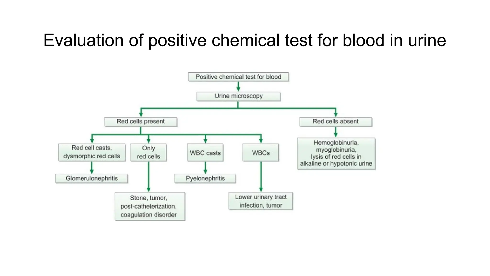 Evaluation of positive chemical test for blood in urine
 