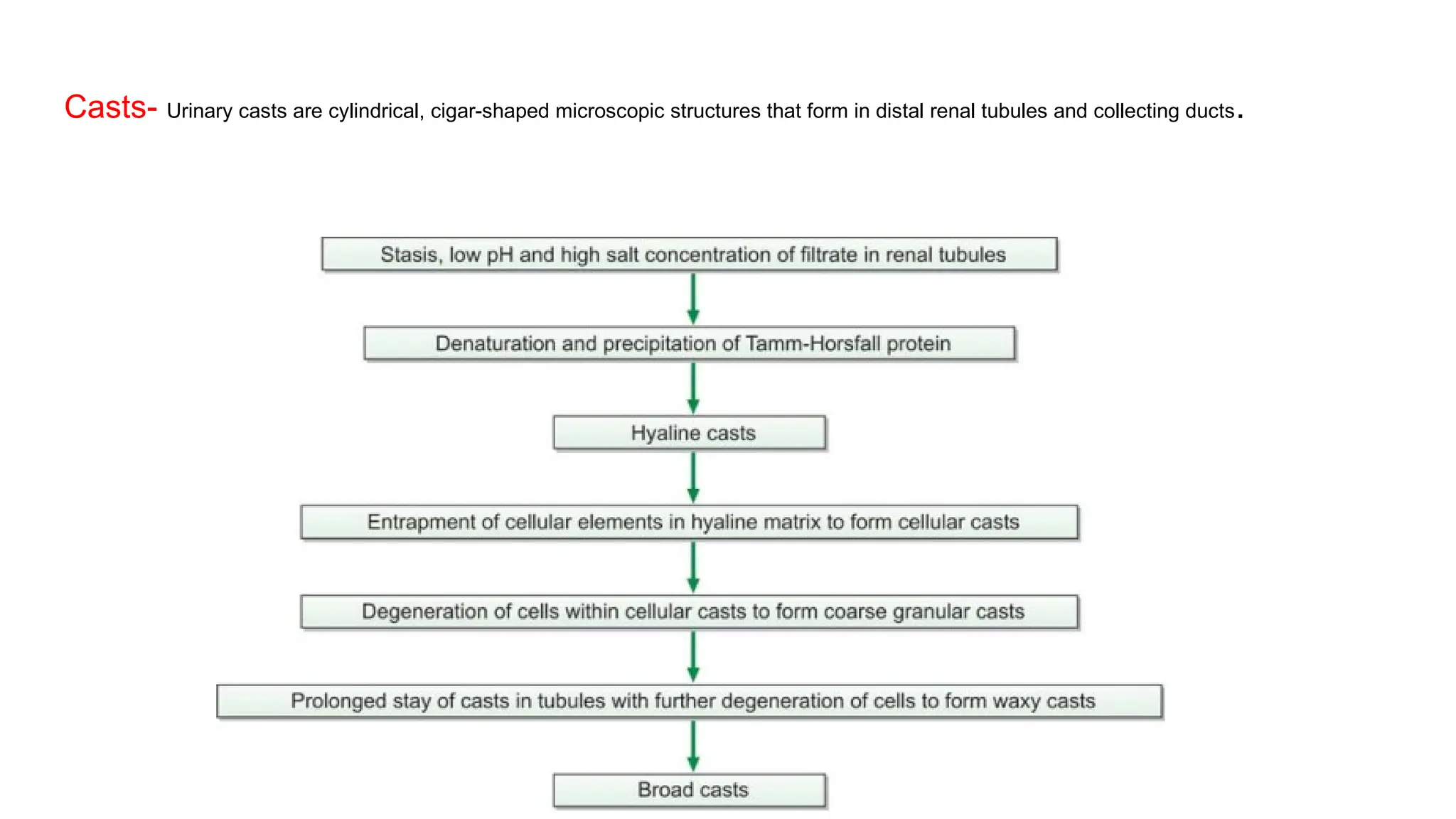 Casts- Urinary casts are cylindrical, cigar-shaped microscopic structures that form in distal renal tubules and collecting ducts.
 