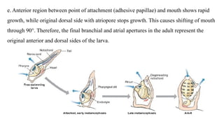 General character and classification of Urochordata | PPTX
