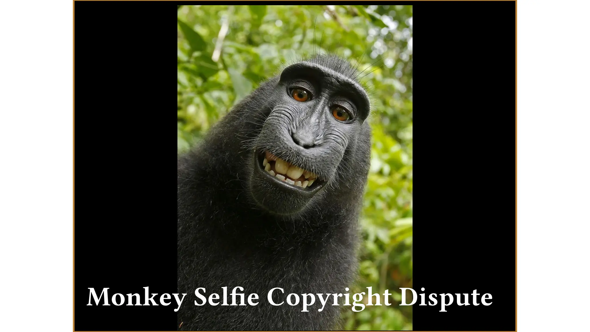 Monkey Selfie Copyright Dispute
 