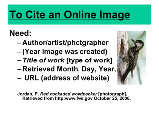 To Cite an Online Image Need: Author/artist/photgrapher  (Year image was created) Title of work  [type of work] Retrieved Month, Day, Year,  URL (address of website) Jordan, P.  Red cockaded woodpecker  [photograph].  Retrieved from http:www.fws.gov   October 25, 2006. 