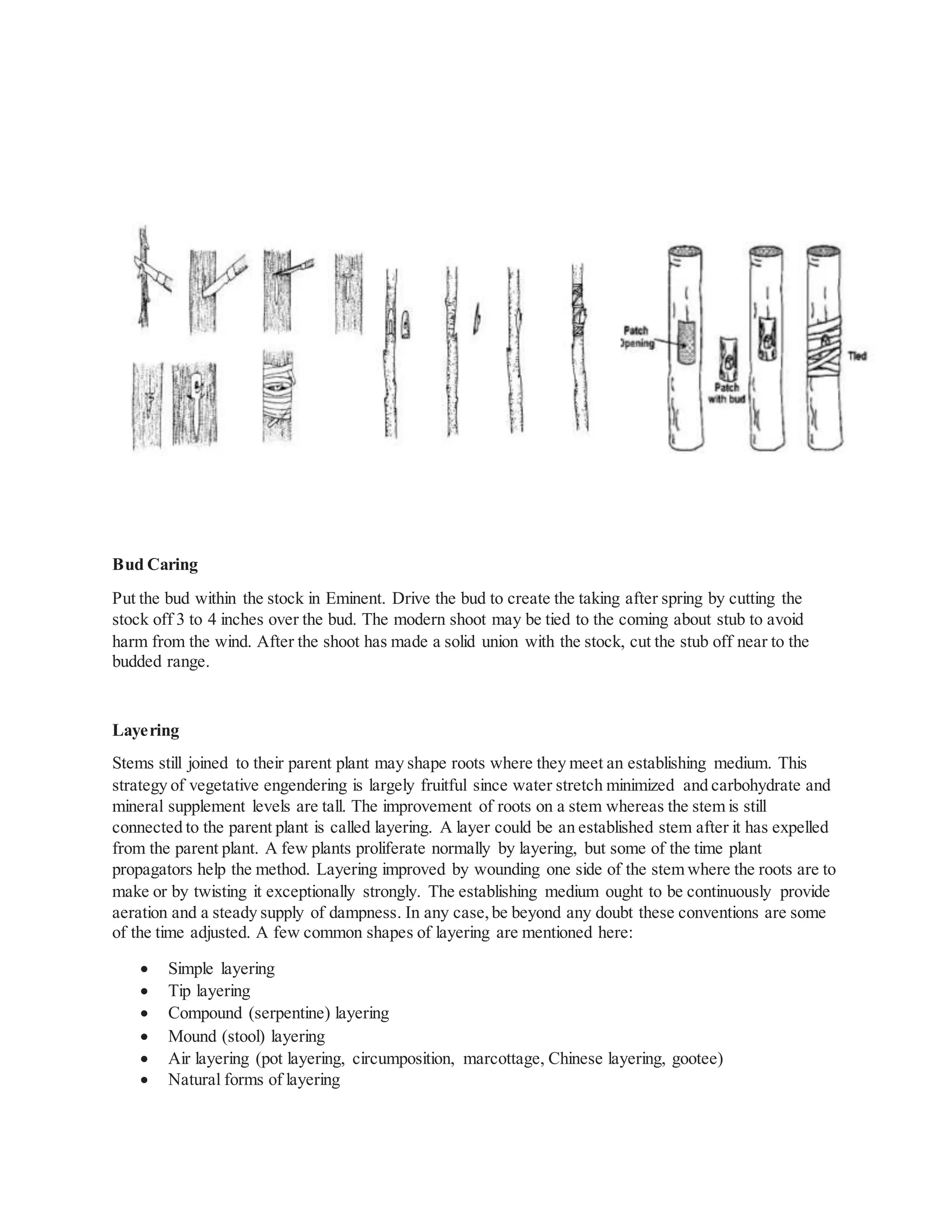 Bud Caring
Put the bud within the stock in Eminent. Drive the bud to create the taking after spring by cutting the
stock off 3 to 4 inches over the bud. The modern shoot may be tied to the coming about stub to avoid
harm from the wind. After the shoot has made a solid union with the stock, cut the stub off near to the
budded range.
Layering
Stems still joined to their parent plant may shape roots where they meet an establishing medium. This
strategy of vegetative engendering is largely fruitful since water stretch minimized and carbohydrate and
mineral supplement levels are tall. The improvement of roots on a stem whereas the stem is still
connected to the parent plant is called layering. A layer could be an established stem after it has expelled
from the parent plant. A few plants proliferate normally by layering, but some of the time plant
propagators help the method. Layering improved by wounding one side of the stem where the roots are to
make or by twisting it exceptionally strongly. The establishing medium ought to be continuously provide
aeration and a steady supply of dampness. In any case,be beyond any doubt these conventions are some
of the time adjusted. A few common shapes of layering are mentioned here:
 Simple layering
 Tip layering
 Compound (serpentine) layering
 Mound (stool) layering
 Air layering (pot layering, circumposition, marcottage, Chinese layering, gootee)
 Natural forms of layering
 