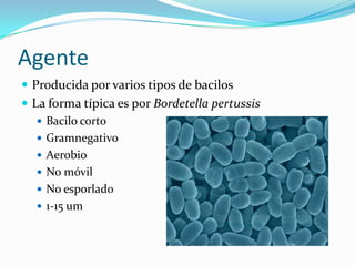 AgenteProducida por varios tipos de bacilosLa forma típica es por BordetellapertussisBacilo cortoGramnegativoAerobioNo móvilNo esporlado1-15 um