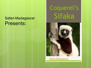 Coquerel’s
Sifaka
Safari-Madagascar
Safari-Madagascar
Presents:
 