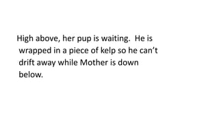 High above, her pup is waiting. He is
wrapped in a piece of kelp so he can’t
drift away while Mother is down
below.
 
