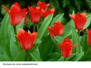 (harmonia de cores complementares)
 