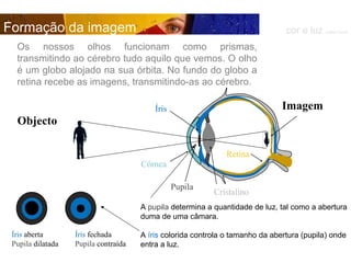 cor e luz  Isabel Costa A  pupila  determina a quantidade de luz, tal como a abertura duma de uma câmara. A  íris  colorida controla o tamanho da abertura (pupila) onde entra a luz. Íris  aberta Pupila  dilatada Íris  fechada Pupila  contraída Formação da imagem Os nossos olhos funcionam como prismas, transmitindo ao cérebro tudo aquilo que vemos. O olho é um globo alojado na sua órbita. No fundo do globo a retina recebe as imagens, transmitindo-as ao cérebro. Objecto Íris Pupila Imagem Córnea Retina Cristalino 