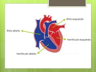 Átrio direito
Ventrículo direito
Átrio esquerdo
Ventrículo esquerdo
 