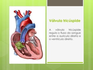 Válvula tricúspide
A válvula tricúspide
regula o fluxo do sangue
entre a aurícula direita e
o ventrículo direito.
 