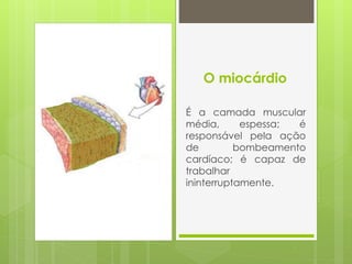 O miocárdio
É a camada muscular
média, espessa; é
responsável pela ação
de bombeamento
cardíaco; é capaz de
trabalhar
ininterruptamente.
 