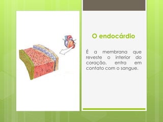 O endocárdio
É a membrana que
reveste o interior do
coração, entra em
contato com o sangue.
 