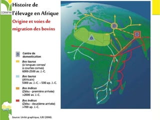 Histoire de
l’élevage en Afrique
Origine et voies de
migration des bovins
 