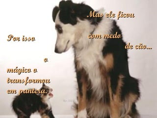 Mas ele ficou  com medo  de cão... Por isso  o mágico o transformou em pantera. 