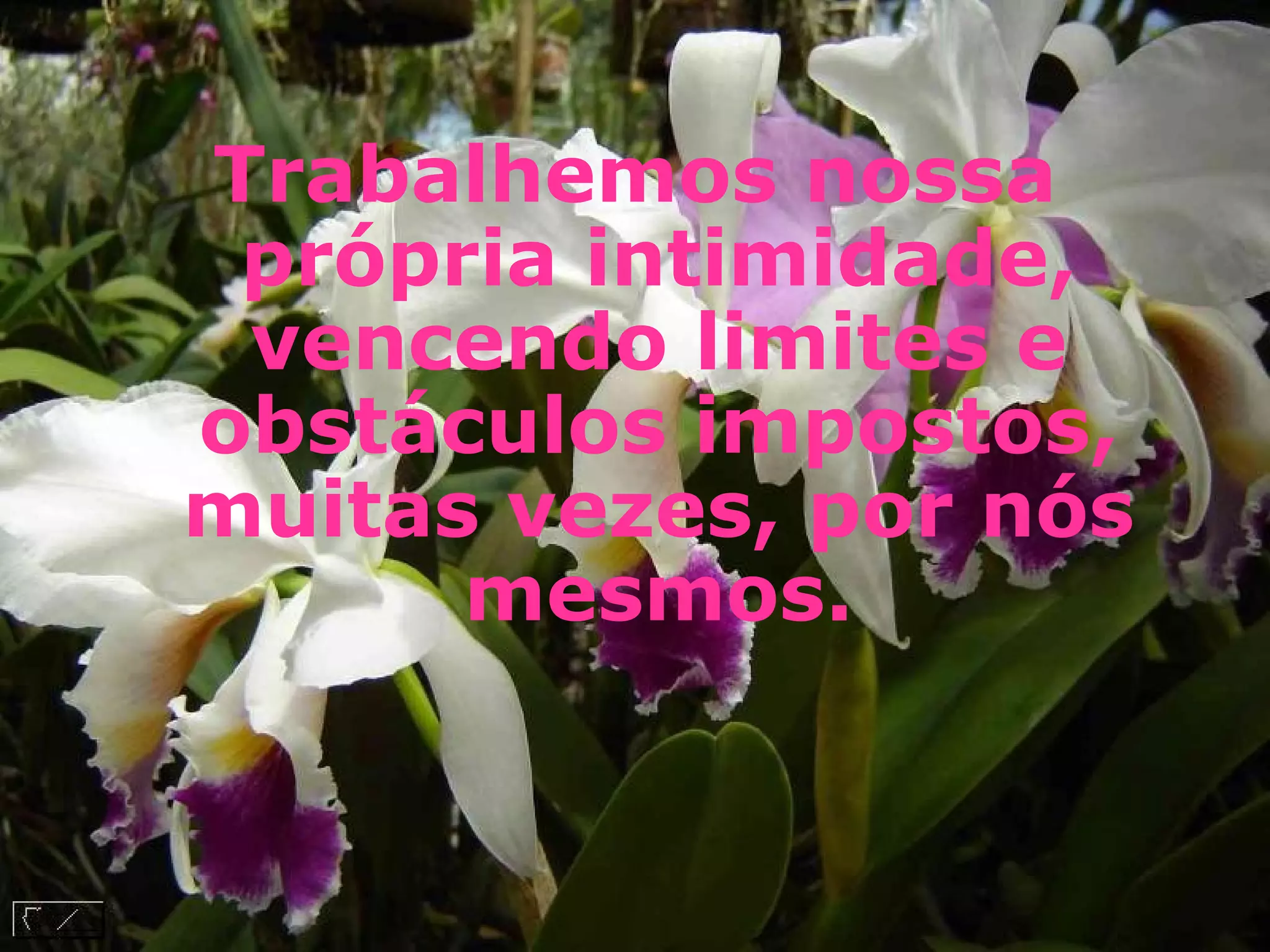 Trabalhemos nossa própria intimidade, vencendo limites e obstáculos impostos, muitas vezes, por nós mesmos.   