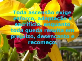 Toda ascensão exige esforço, adaptação e sacrifício, enquanto toda queda resulta em prejuízo, desencanto e recomeço. 